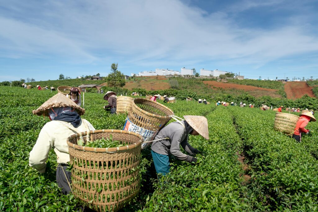 Farmers harvesting tea leaves on a sunny day with traditional baskets and hats.